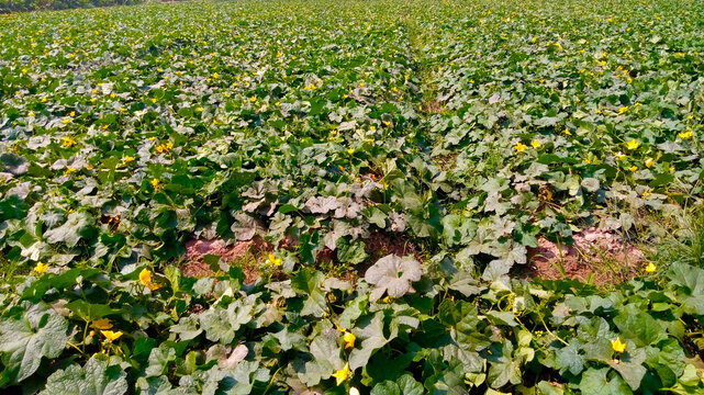 Naturally Green Fields of Vegetables 