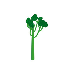 A new type of broccoli. One Broccolini on a white background