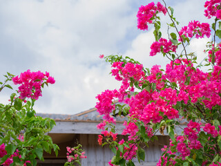 Fototapeta na wymiar 石垣島の花