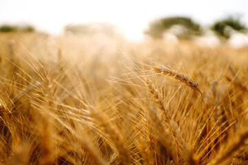 Golden wheat field in sunny day. Agriculture and harvesting concept.