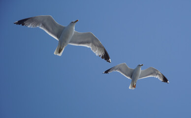 Fototapeta na wymiar Beautiful seagulls following a ferry boat in Greece