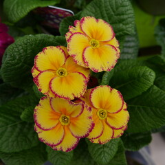 Primrose Sirococco yellow red