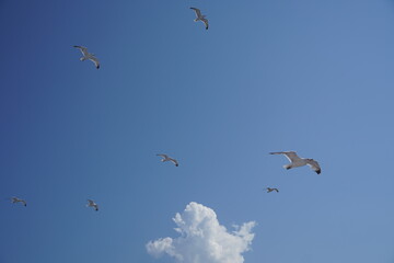 Beautiful seagulls following a ferry boat in Greece