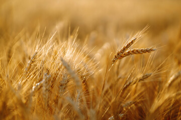 Golden wheat field in sunny day. Agriculture and harvesting concept.