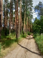 path in the forest