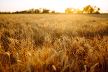 Fototapeta premium Golden wheat field in sunny day. Agriculture and harvesting concept.