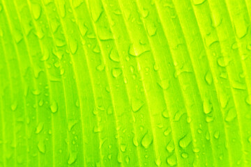 water drop on banana leaf texture background after rain fall