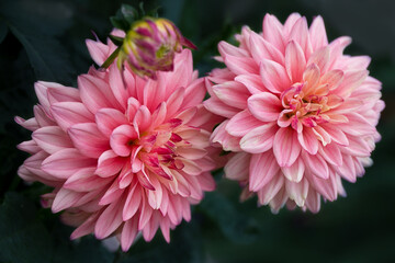 Lush pink dahlias on a dark green background