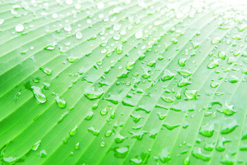 water drop on banana leaf texture background after rain fall