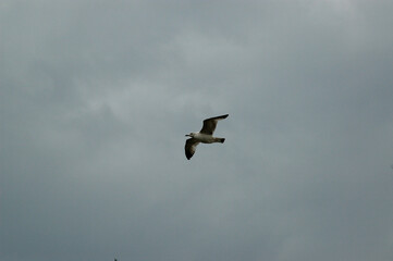 Obraz premium birds in flight