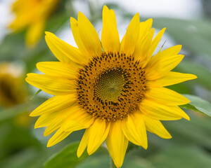 Obraz premium Sunflowers ready to harvest