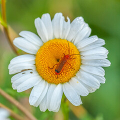 Obraz premium Beautiful big flowers daisies and an insect