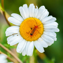 Obraz premium Beautiful big flowers daisies and an insect