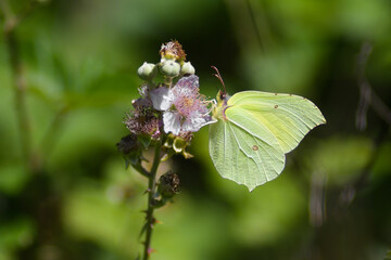 Farfalla Cedronella (Gonepteryx rhamni) ,primo piano su fiori di Rubus