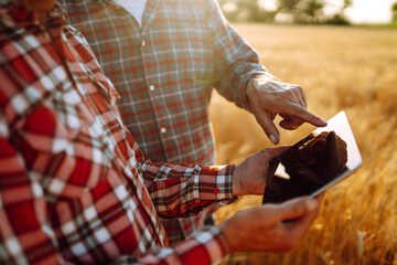 Farmers on a golden wheat field with a tablet in his hands. Farmers discussing harvesting. The concept of the agricultural business.