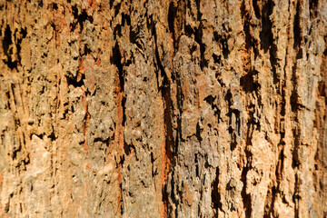 Texture of the body tree is break pattern
