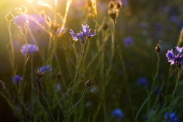 Cornflowers in the meadow at sunset, floral background concept