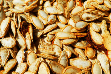 the seed of pumpkin or Cucurbita maxima 'Kabocha Group' are Drying