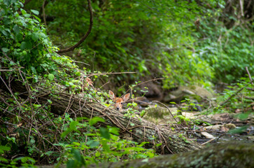 White-tailed deer fawn looks over fallen log at camera in idyllic woodland stream setting. High quality photo in natural light. Full frame with copy space. and green nature background with green color