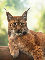Portrait of a Eurasian lynx that lies on a log.