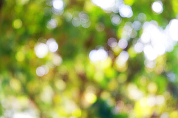 white bokeh blur background from under tree