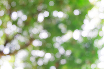 Obraz premium white bokeh blur background from under tree