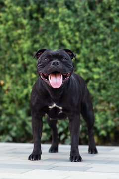 Friendly dog of Stafford shire Bull terrier breed, widely smiling with tongue out on green background. Cute pet face expression, strong body. Black and tiger color of staff bull, outdoors, copy space.