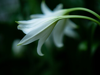 梅雨空の下の白いユリの花