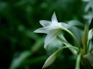 梅雨空の下の白いユリの花