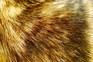 close up of a fur