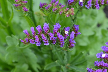 Naklejka premium Small purple flower on a green background