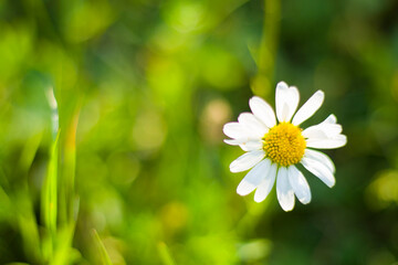 Daisies on the field, grass and blossom flower head, bokeh and blur focus background. Nature background.