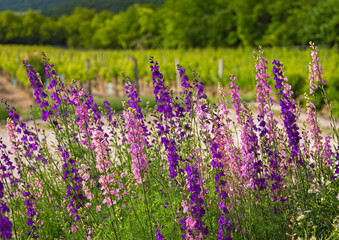 Obraz premium Beautiful purple digitalis or foxglove flowers in spring summer garden with blurry bokeh background