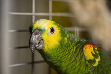 postcard home amazon green with yellow crest red feathers sitting on a branch in a cagesitting on a branch in a cage
