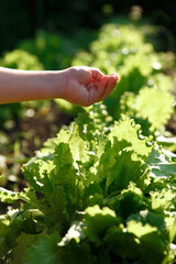 girl watering lettuce in the garden

