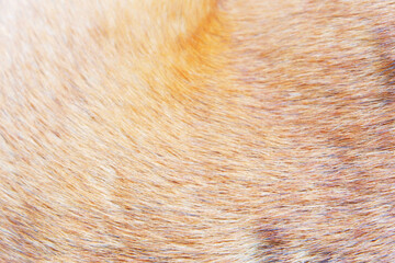 brown fur hair texture of dog.
