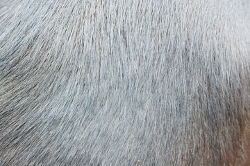 black fur hair texture of dog.