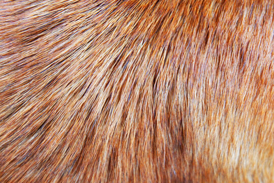brown fur hair texture of dog.