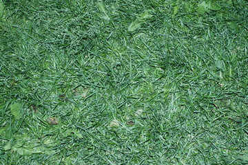 
green grass background for design

