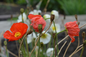 Red poppy blooming in the garden