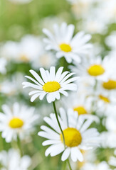 Nature background with wild flowers camomiles. Soft focus. Close up	