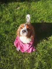 Pies Cavalier King Charles Spaniel suszy się w słońcu na ogrodzie po kąpieli.