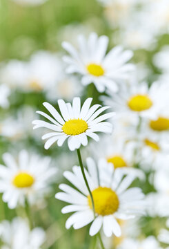 Fototapeta Nature background with wild flowers camomiles. Soft focus. Close up 
