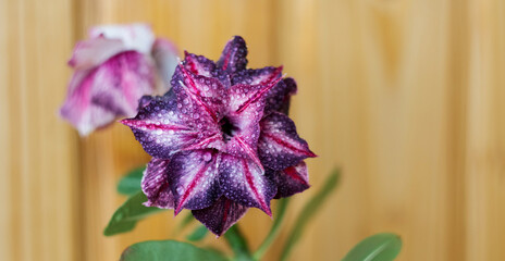 Adenium. Blooming succulent. Flower close-up. Beautiful blooming flower with delicate petals. Drops on desert rose petals. Macro photo. Drops of rain and dew. The photo has a shallow depth of field.