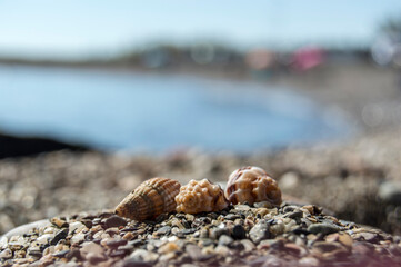 Playa Verano Viajes Distancia Social Solitaria Coronavirus Málaga Nerja Caracolas Piedras