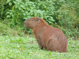 Hidrochoerus hidrochaeris, Capibara en posición de alerta.