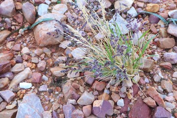 Small Karoo Grass Plant with Bluish Seeds, between Multicolored Pebbles 