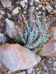 Tiny Karoo Aloe between Rocks, Hiding a Budding Flower