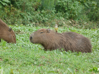 Hidrochoerus hidrochaeris, Capibara descansando sobre la hierba.
