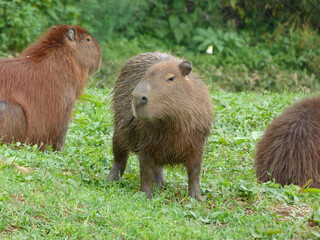 Hidrochoerus hidrochaeris, Capibara con mirada fija en estado de alerta.